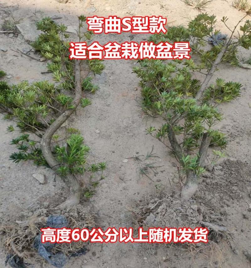 【热卖】园林绿化盆景罗汉松大树老桩盆栽庭院绿植