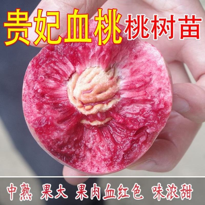 【保真苗】贵妃血桃苗地栽四季种植果树嫁接特大当年结果