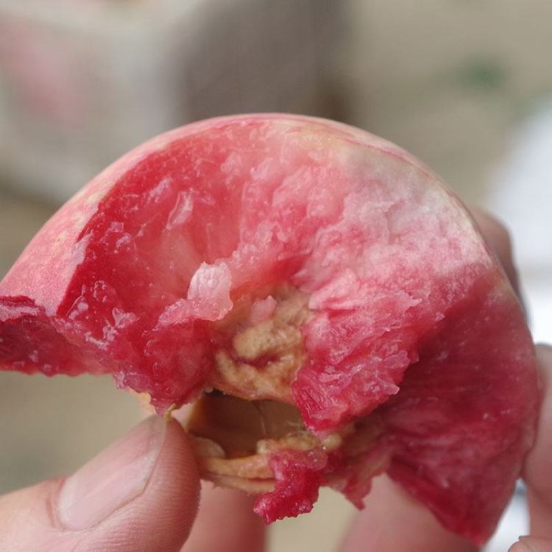 【保真苗】贵妃血桃苗地栽四季种植果树嫁接特大当年结果