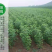 【保真苗】贵妃血桃苗地栽四季种植果树嫁接特大当年结果