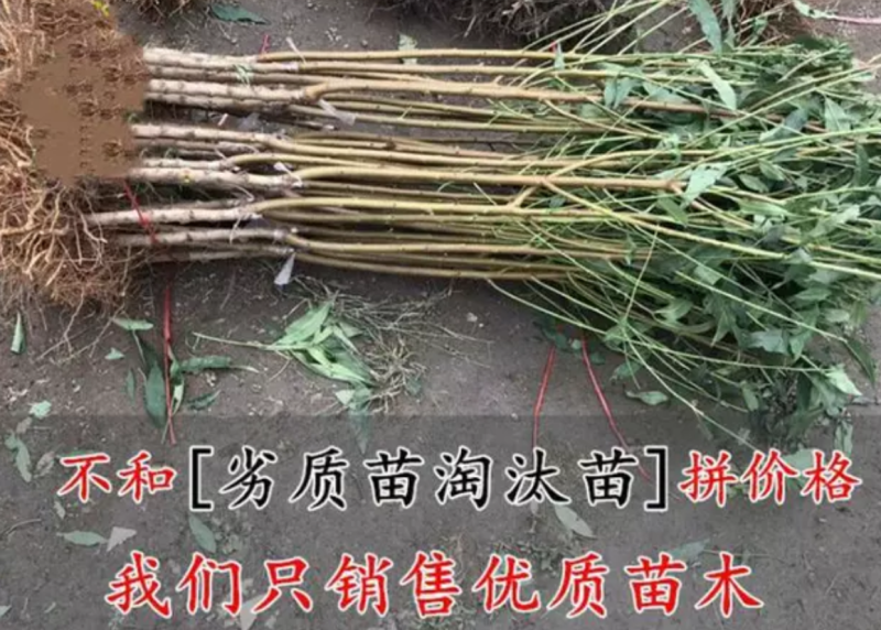 【保真苗】贵妃血桃苗地栽四季种植果树嫁接特大当年结果