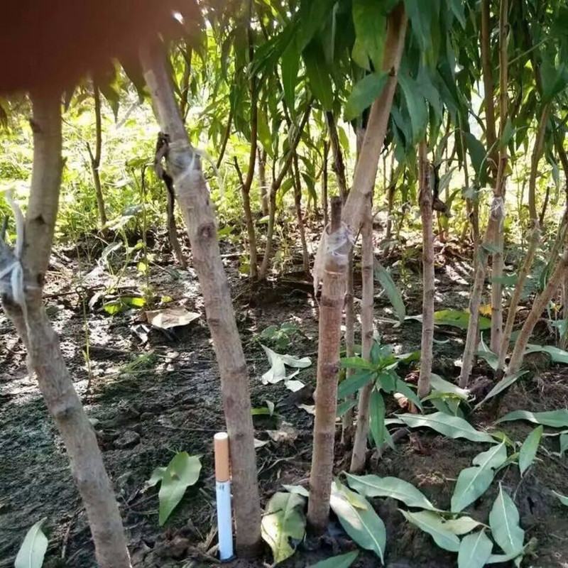 【保真苗】立夏红油桃苗地栽四季种植果树嫁接特大当年结果