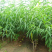 【保真苗】立夏红油桃苗地栽四季种植果树嫁接特大当年结果