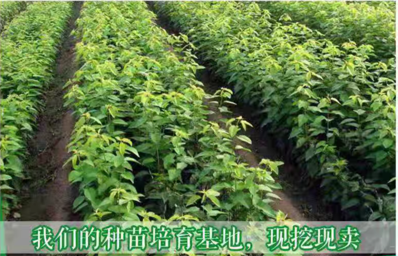 【保真苗】立夏红油桃苗地栽四季种植果树嫁接特大当年结果