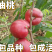 【保真苗】立夏红油桃苗地栽四季种植果树嫁接特大当年结果