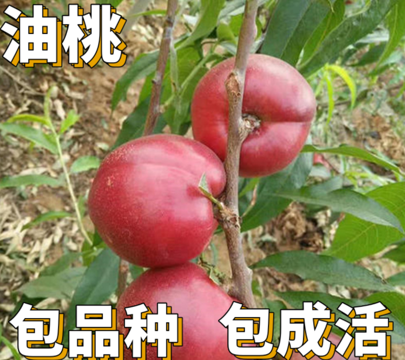 【保真苗】立夏红油桃苗地栽四季种植果树嫁接特大当年结果