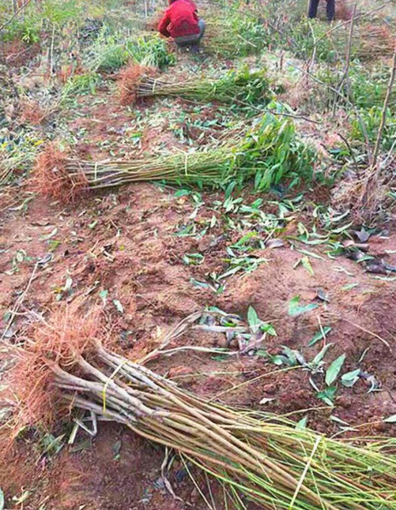 【保真苗】立夏红油桃苗地栽四季种植果树嫁接特大当年结果