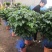 室内绿植幸福树盆栽净化空气四季长青批发零售