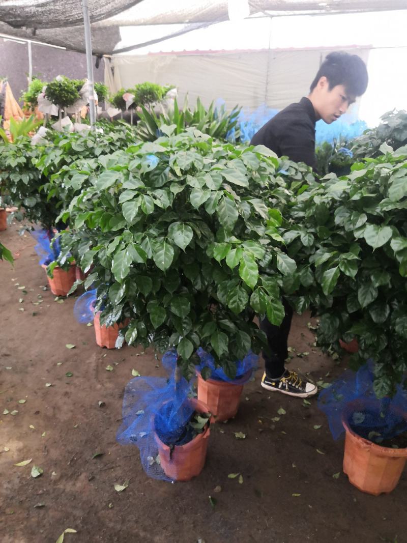 室内绿植幸福树盆栽净化空气四季长青批发零售