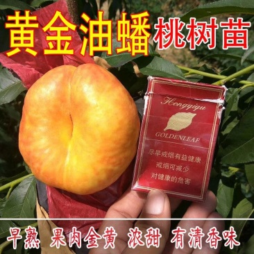 【保真苗】黄金油蟠桃苗黄金脆桃果树嫁接特大当年结果