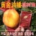 【保真苗】黄金油蟠桃苗黄金脆桃果树嫁接特大当年结果