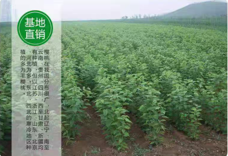 【保真苗】黄金油蟠桃苗黄金脆桃果树嫁接特大当年结果