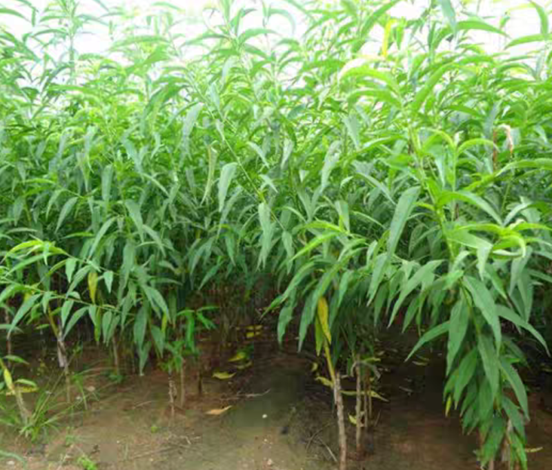 【保真苗】水蜜桃苗地栽四季种植果树嫁接特大当年结果