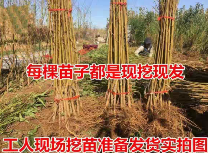 【保真苗】水蜜桃苗地栽四季种植果树嫁接特大当年结果