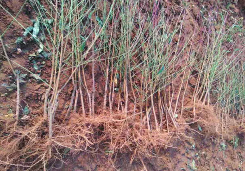 【保真苗】水蜜桃苗地栽四季种植果树嫁接特大当年结果
