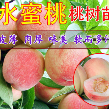 【保真苗】水蜜桃苗地栽四季种植果树嫁接特大当年结果
