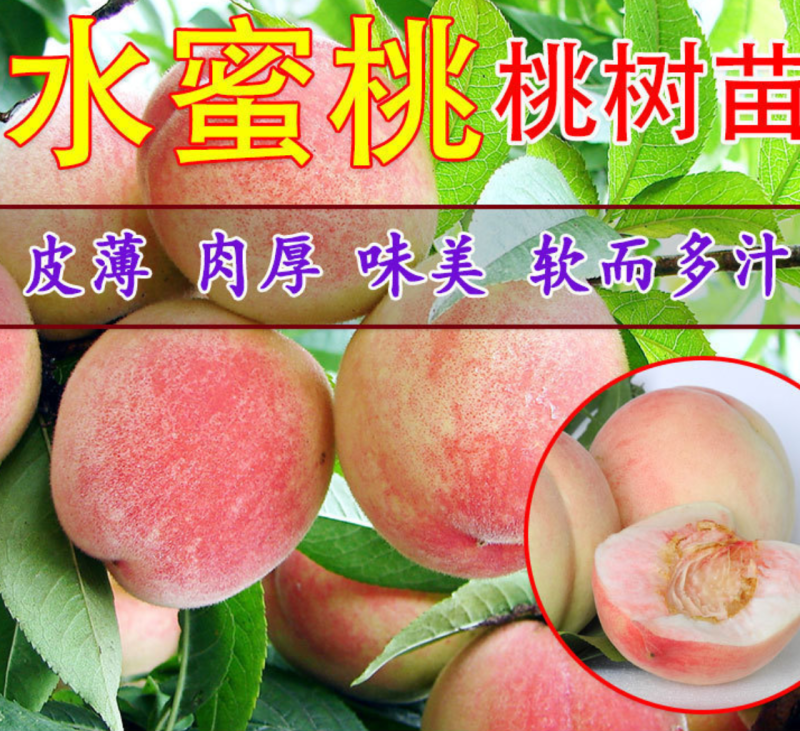 【保真苗】水蜜桃苗地栽四季种植果树嫁接特大当年结果