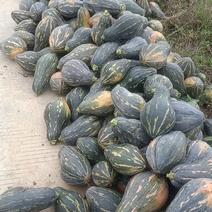 千亩二季大量精品香芋南瓜上市中