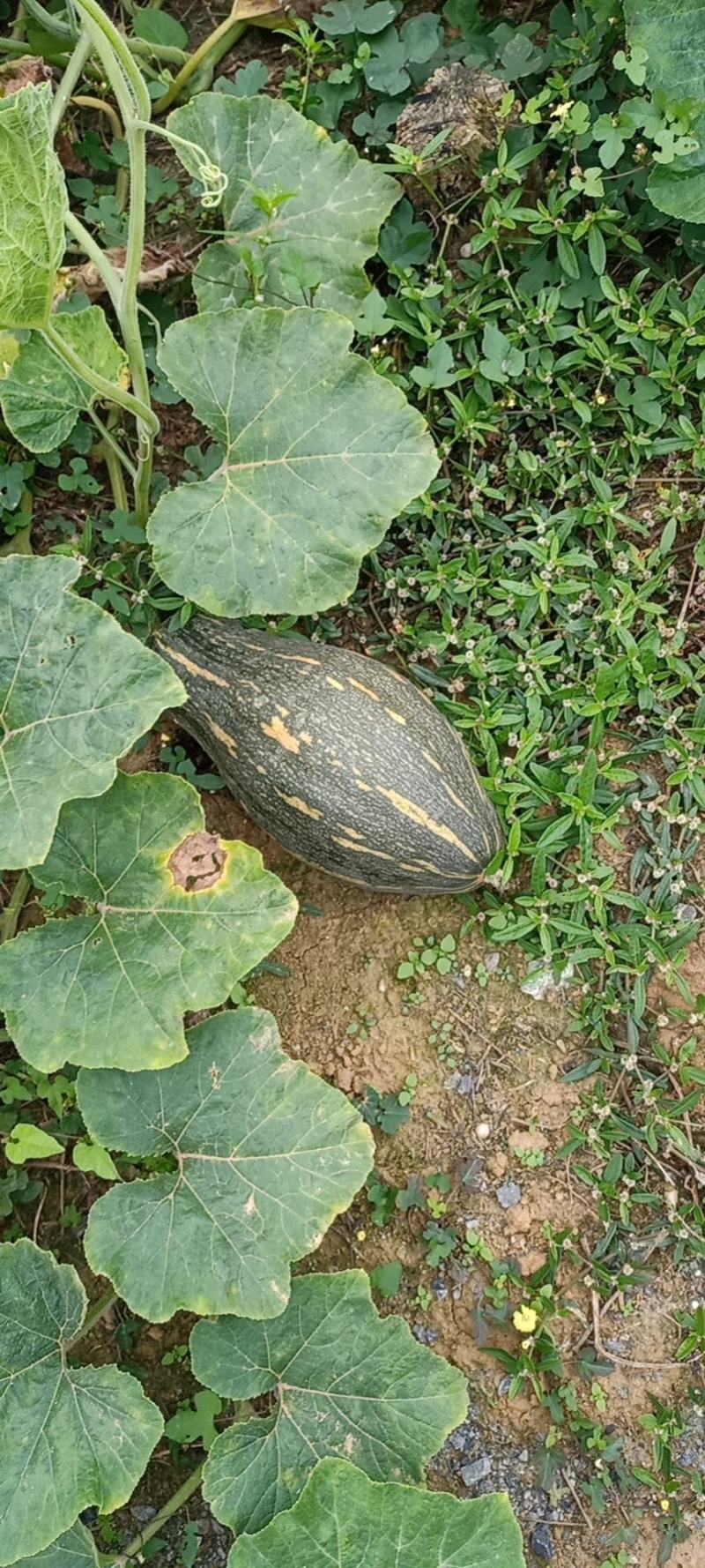 千亩二季大量精品香芋南瓜上市中