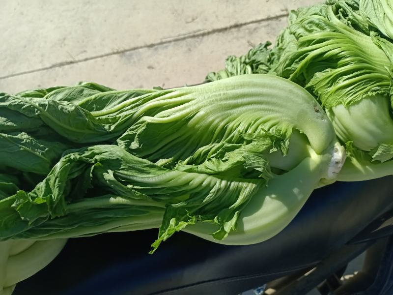 广西富川大量千亩精品芥菜供应，量大从优，互利共赢。