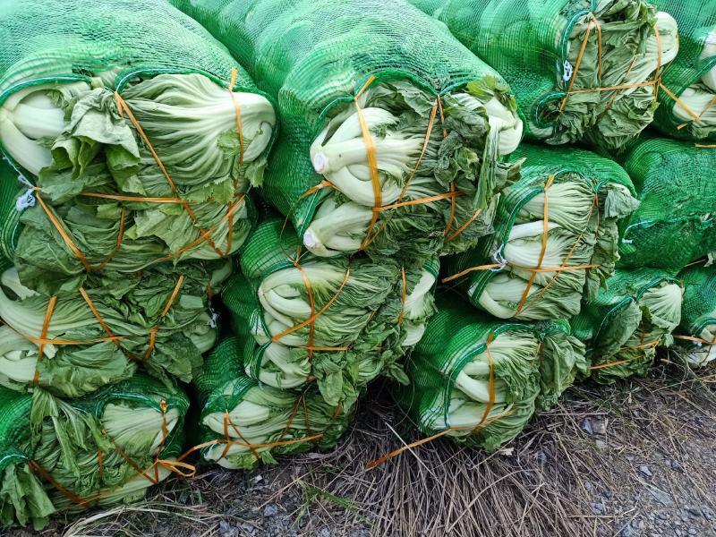 广西富川大量千亩精品芥菜供应，量大从优，互利共赢。