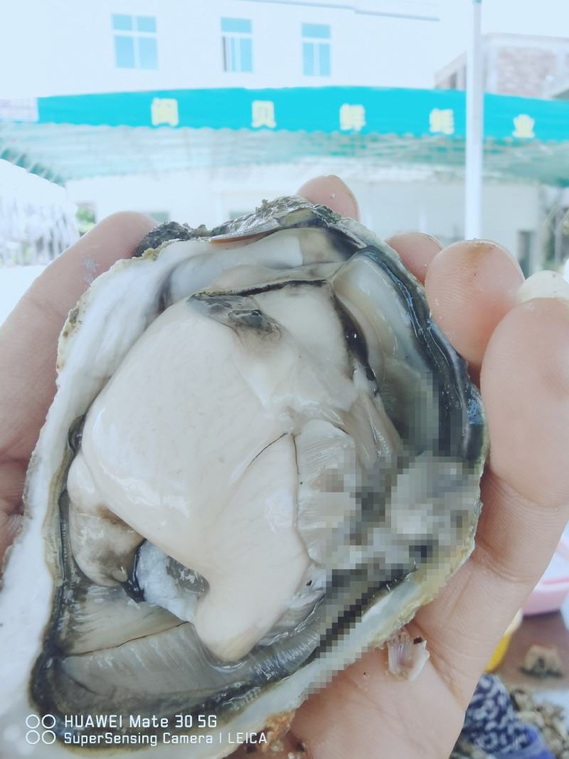 福建生蚝三倍体生蚝一口蚝大小包装生蚝开半壳生蚝