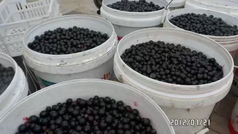 批发零售黑加仑种苗！！！！产地直销！货真价实！