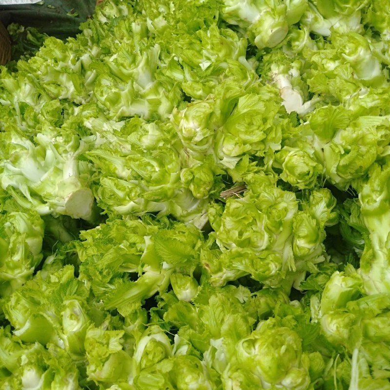 儿莱(娃娃菜)专业代买(榨菜棒菜)