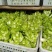 儿莱(娃娃菜)专业代买(榨菜棒菜)