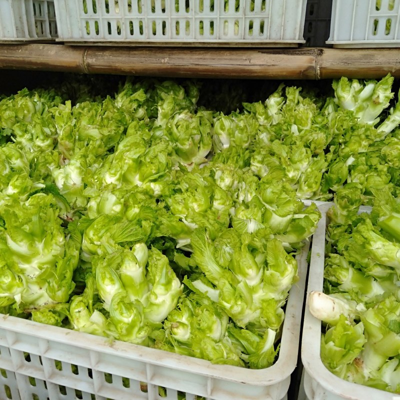 儿莱(娃娃菜)专业代买(榨菜棒菜)