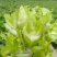 儿莱(娃娃菜)专业代买(榨菜棒菜)