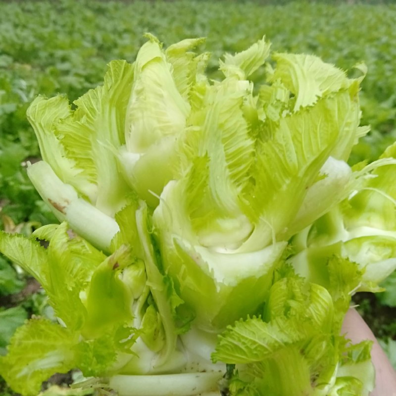 儿莱(娃娃菜)专业代买(榨菜棒菜)