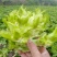 儿莱(娃娃菜)专业代买(榨菜棒菜)