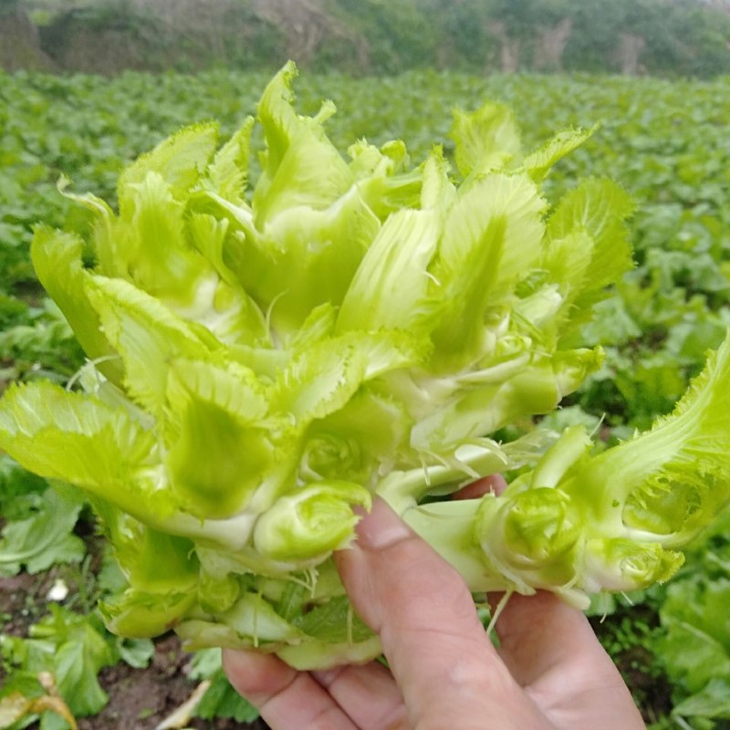 儿莱(娃娃菜)专业代买(榨菜棒菜)