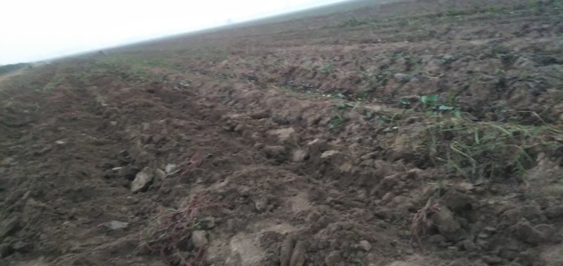 红薯基地真供，品种多质量好欢迎骚扰