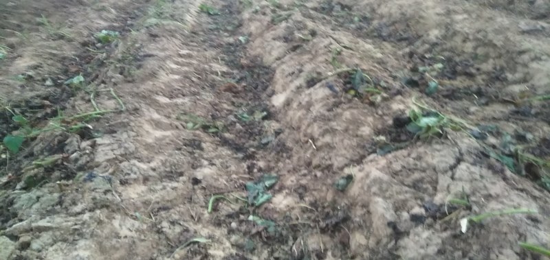 红薯基地真供，品种多质量好欢迎骚扰