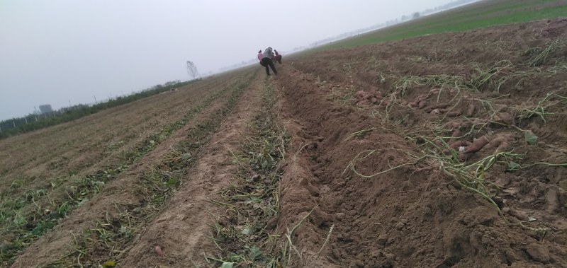 红薯基地真供，品种多质量好欢迎骚扰