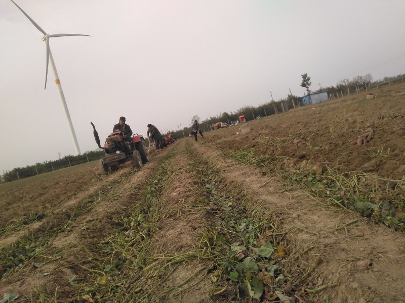 红薯基地真供，品种多质量好欢迎骚扰