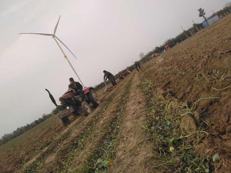 红薯基地真供，品种多质量好欢迎骚扰