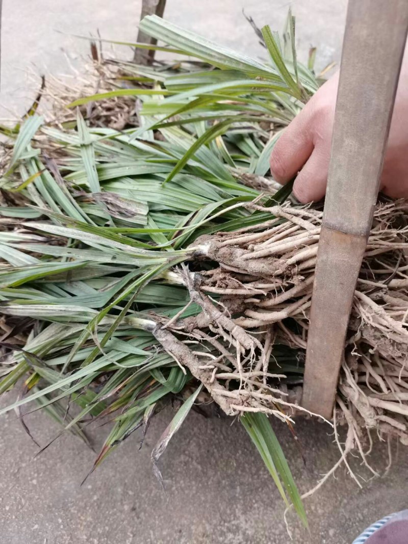 独脚仙茅，棕包脚，纯野生的药材，现挖现发，一手货源，