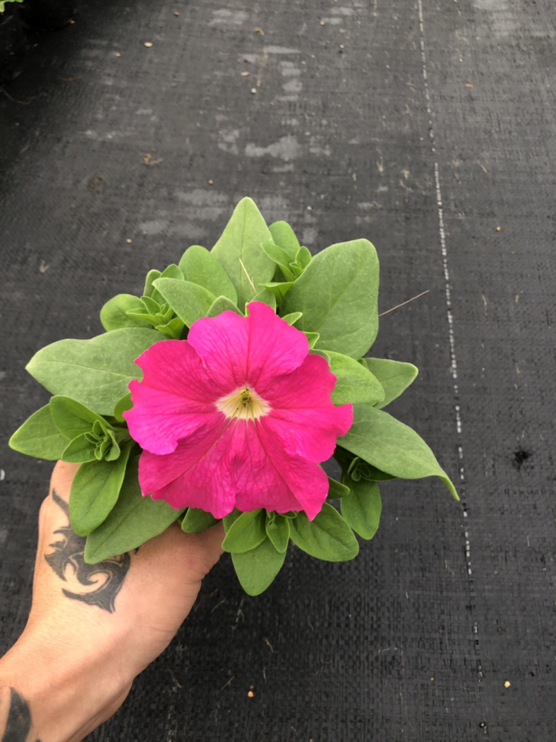 大量现货供应各品种时花