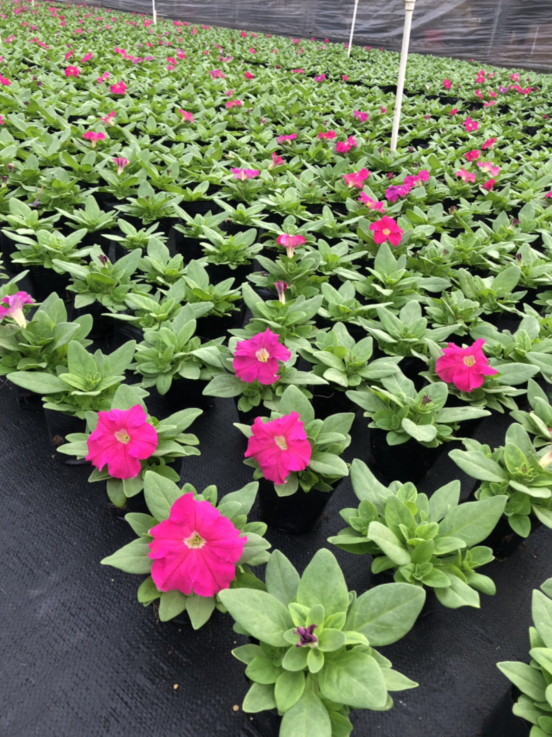 大量现货供应各品种时花