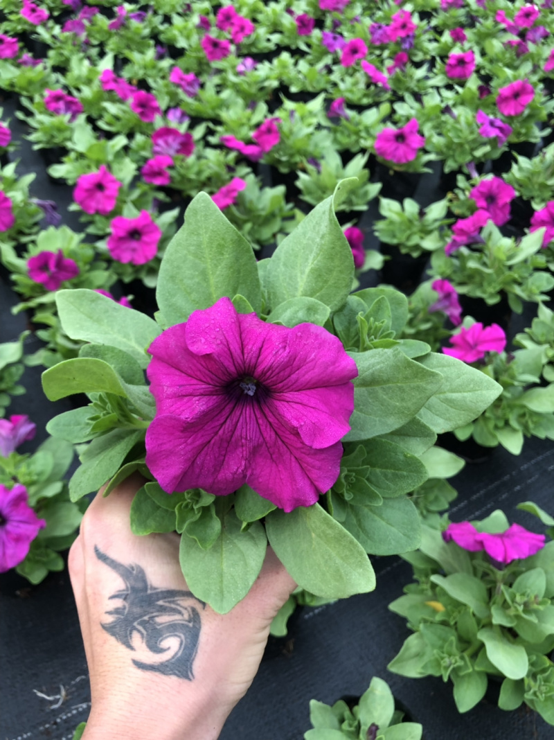 大量现货供应各品种时花