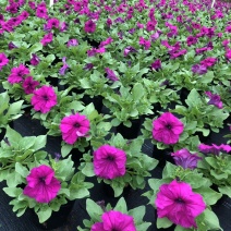 大量现货供应各品种时花