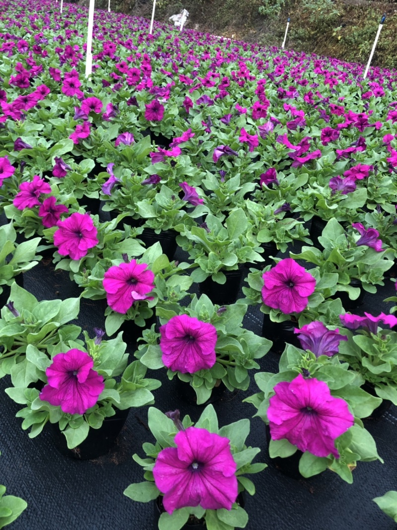 大量现货供应各品种时花