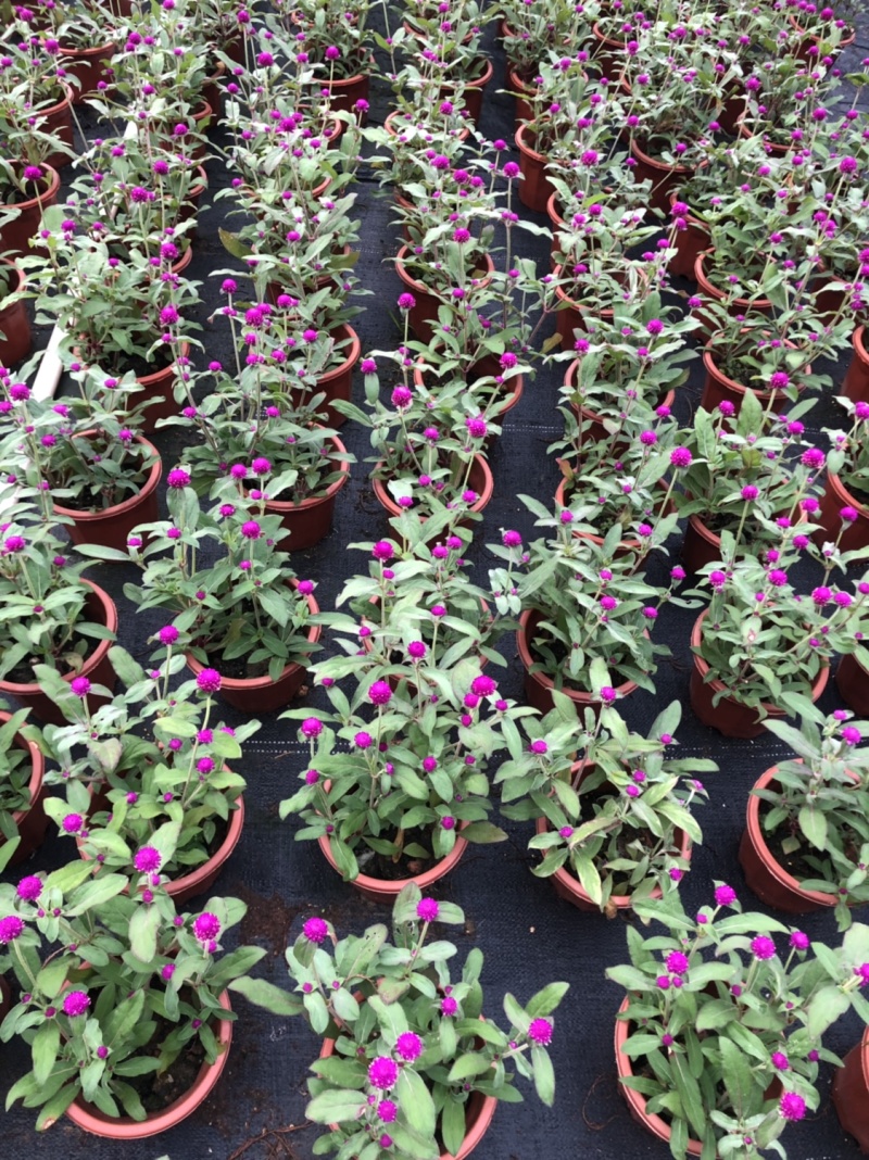 大量现货供应各品种时花