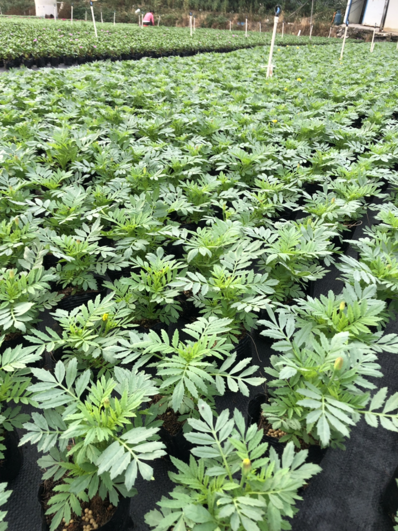 大量现货供应各品种时花