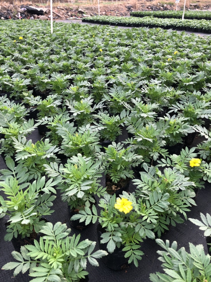 大量现货供应各品种时花
