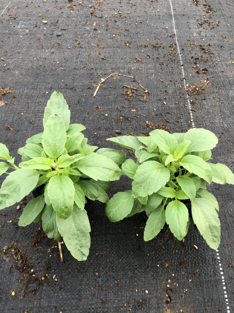 大量现货供应各品种时花