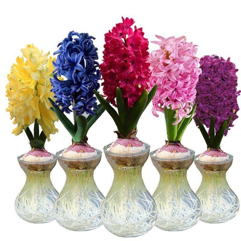 风信子种球水培盆栽水养植物种子土培室内外桌面花卉水仙花大